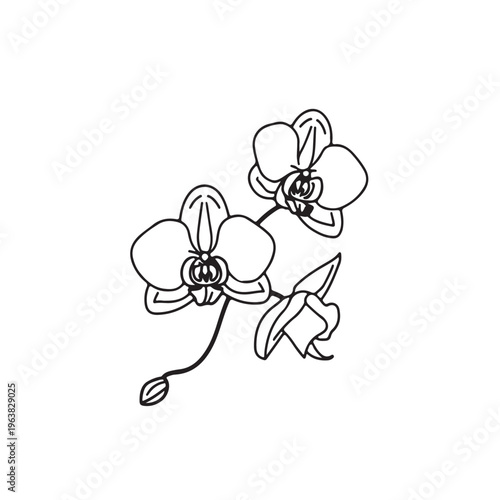 Two orchid flowers with one bud, detailed black line drawing on white background, botanical illustration of tropical plant, elegant floral motif for design and decoration, beautiful natural element
