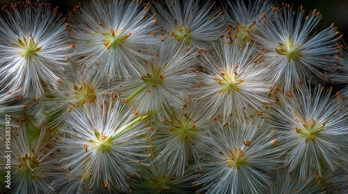 Close up of fluffy white flowers with yellow centers and detailed textures
