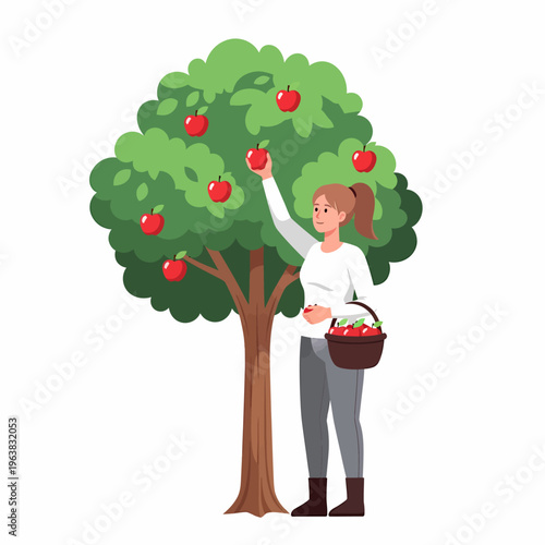 Young woman picking red apples from a lush green apple tree, holding a basket full of freshly harvested fruit.