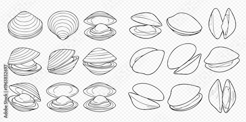 Set of hand-drawn clam and oyster shells, open and closed, in various positions, black and white line art illustration.