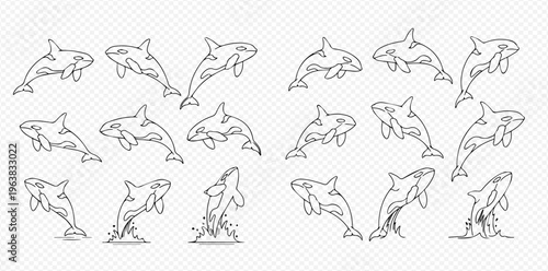 Set of outline killer whale illustrations in various poses, including jumping and swimming, on a transparent background.