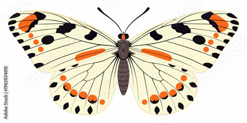 A colorful butterfly with orange and black markings on white wings