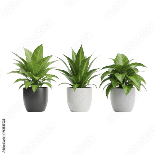 Three potted spider plants arranged in a row for indoor decoration