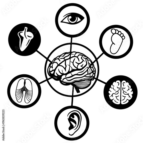 Understanding how the human brain processes sensory input from various organs.