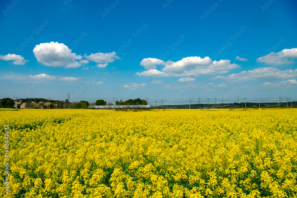 Obraz premium Golden rapeseed flower fields reflect the blue sky