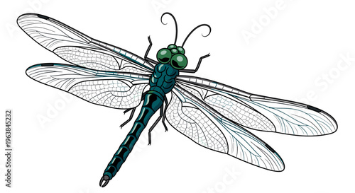 Detailed illustration of a dragonfly insect.