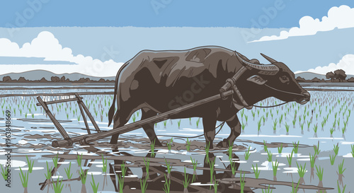 Brown oxen plowing rice field water.