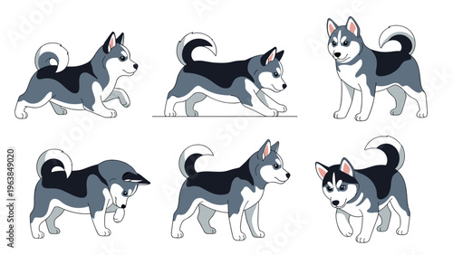 Adorable husky puppy shown in several different playful poses including walking, jumping, and looking curiously at the floor.