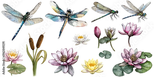 Collection of icons of dragonflies and lotus flowers in different stages of flowering, realistic vector in watercolor style, isolated, no background, transparent, insects on the pond, lilies