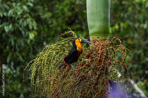 Tucano colorido pousado em palmeira com cachos de frutos vermelhos na floresta tropical