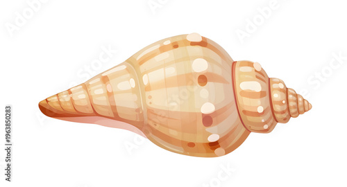 conch, shell, seashell, ocean, sea, beach, sand, marine, tropical, coastal, shellcartoon, cartoon, illustration, clipart, icon, icons, vector, shellvector, shellillustration, spiral, spiralshape, shel