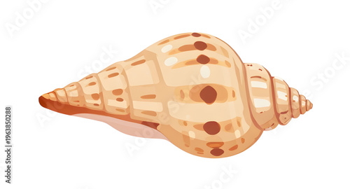 conch, shell, seashell, ocean, sea, beach, sand, marine, tropical, coastal, shellcartoon, cartoon, illustration, clipart, icon, icons, vector, shellvector, shellillustration, spiral, spiralshape, shel
