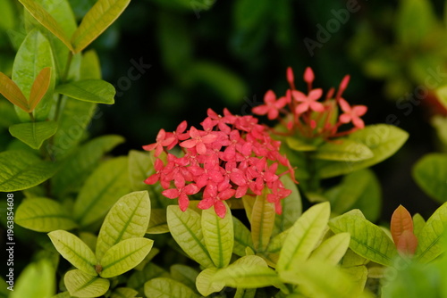 Red Ixora coccinea flower in nature garden. Beautiful Red spike flower. King Ixora blooming (Ixora chinensis). Rubiaceae flower. Ixora coccinea flower in the garden