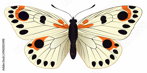 A colorful butterfly with orange and black spots on white wings