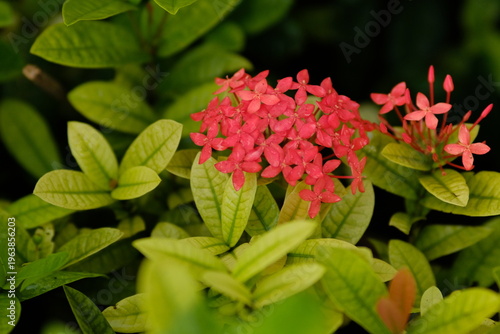 Red Ixora coccinea flower in nature garden. Beautiful Red spike flower. King Ixora blooming (Ixora chinensis). Rubiaceae flower. Ixora coccinea flower in the garden