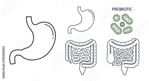 Digestive system illustration: Depicting human digestive organs in a clear, illustrative style, this image offers a detailed view of the stomach, intestines, and probiotics.