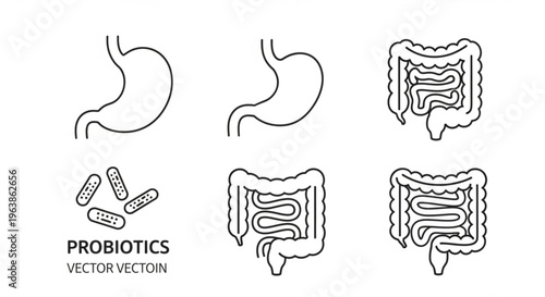 Digestive Harmony: An illustration of the digestive system, including the stomach and intestines, with probiotic bacteria, symbolizing gut health and balance. 