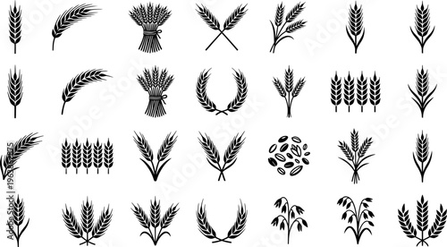 Grains plants and cereal, rye barley and wheat ear spikes. Bakery food concept. Hand drawn sketch vector illustration
