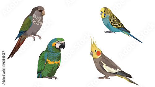Colorful Pet Parrot and Parakeet Illustrations Set: Conure, Macaw, Budgie, Cockatiel Species