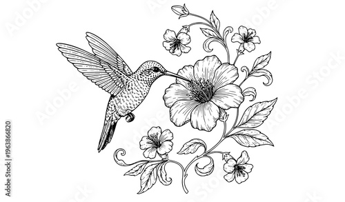 Hummingbird Coloring Page Vintage Engraving Style Floral Art Therapy Romantic Vector Illustration