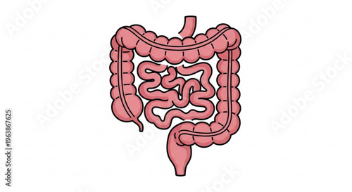 Intestinal Anatomy: A detailed, clear illustration of the human intestines, showcasing the complexity of the digestive system.