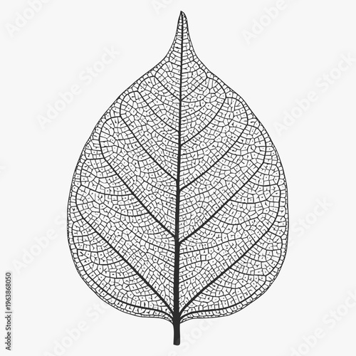 Detailed skeleton structure of a single broad leaf is displayed using fine black lines against a light neutral backdrop for nature studies.