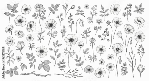A charming collection of delicate floral illustrations in black and white