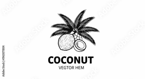 A black and white hand-drawn illustration of a whole coconut, a halved coconut, and a cluster of small coconuts under palm leaves