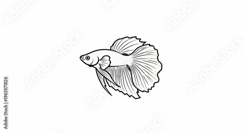 A black and white illustration of a betta fish with flowing fins