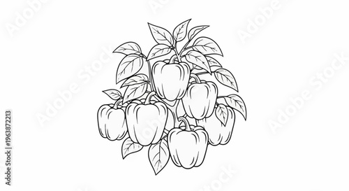 A black and white line drawing of several bell peppers growing on a plant