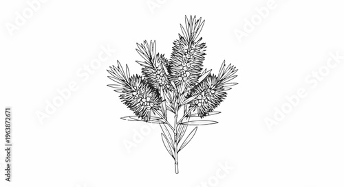 A sketch of a botanical specimen with multiple spiky flower heads on a stem