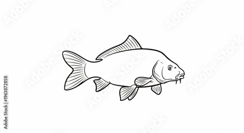 A line drawing of a carp fish with fins and barbels