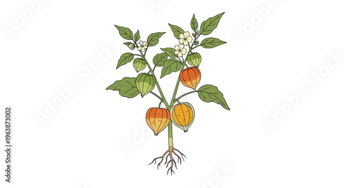 Wild plant Physalis angulata to Boost the Immune System