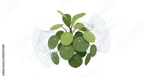 illustration pilea peperomioldes or chinesse money plant