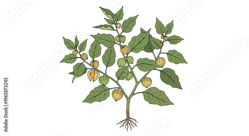 structure of the fruit and the ground cherry tree