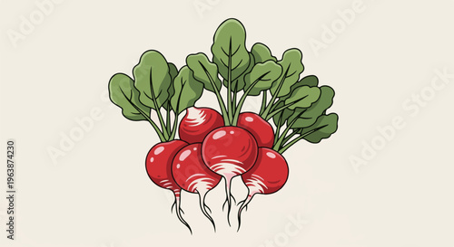 A vibrant illustration of fresh red radishes with green leaves