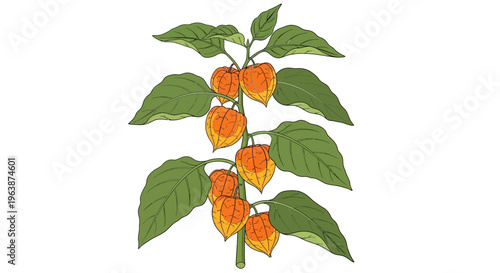 Physalis angulata for treat inflammation and rheumatism