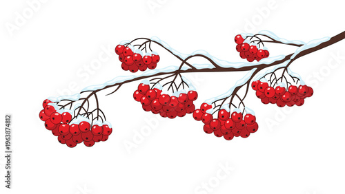 Branch of a rowan tree covered with white snow featuring vibrant red berries during a cold winter day outdoors.