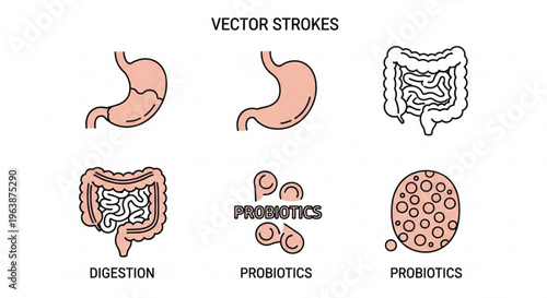 Set of stomach and intestine icons representing digestion and probiotics simple flat vector illustration for medical and health concepts isolated on white