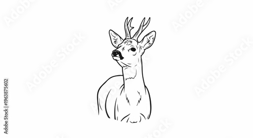 A detailed black and white line drawing of a young deer with small antlers, looking upwards