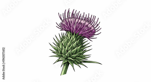 A detailed, colorful illustration of a single, spiky purple thistle bloom