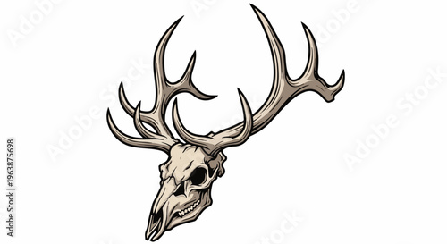 A detailed illustration of a stag skull with large, branching antlers