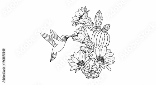 A detailed line drawing of a hummingbird feeding from a blooming cactus