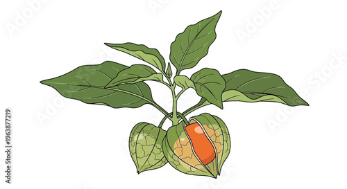 close up of ripe orange ground cherries