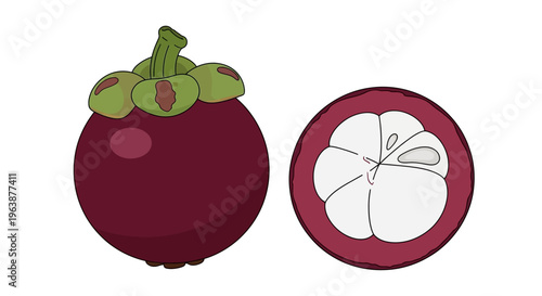 complete ripe mangosteen fruit vector