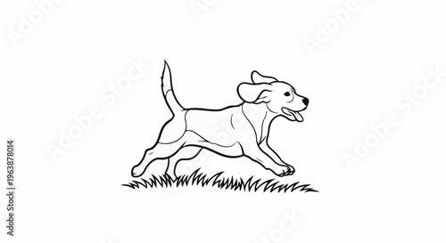 A playful beagle runs through grass with its tongue out, energetic