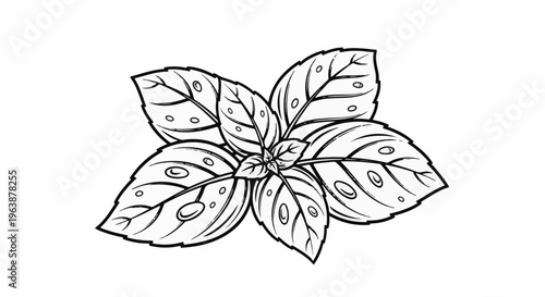 Black and white line drawing of fresh basil leaves with veins and dots