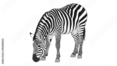Realistic illustration of a zebra grazing on the ground, showing its unique black and white striped coat and sturdy build.