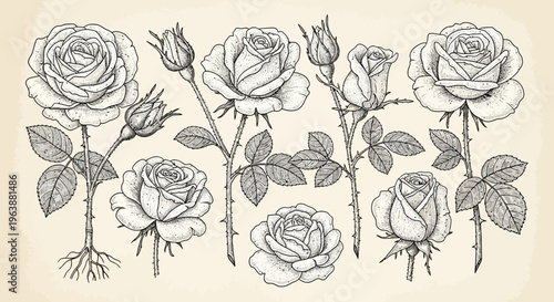 Hand Drawn Rose Flower Set Collection