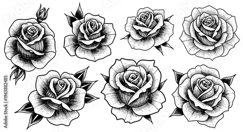 Set of Hand Drawn Rose Flower Illustrations in Ink Sketch Style